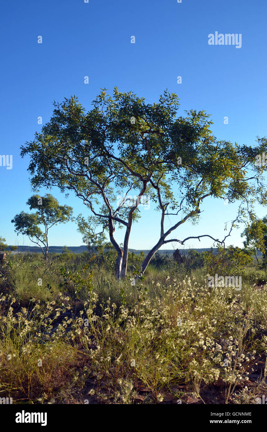 Sonnenlicht durch einheimische Gräser und Wälder im Norden Queenslands outback Australien Stockfoto