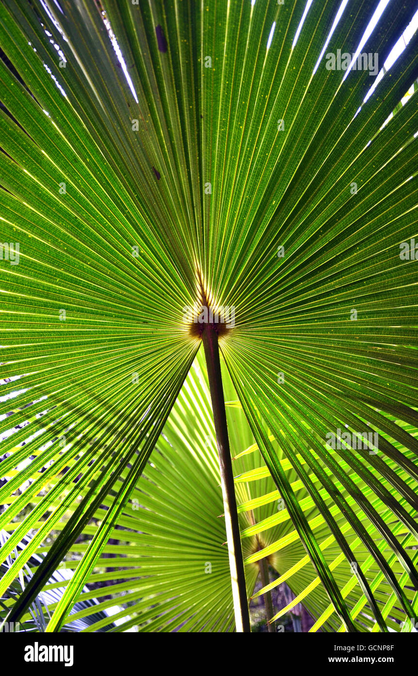 Muster in Hintergrundbeleuchtung fächerförmige Cabbage Tree Palm Leaves (Livistona Australis) im australischen Regenwald Stockfoto