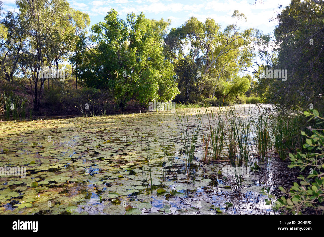 Seerosen und Schilf in einem tropischen Norden Queensland River, Australien Stockfoto