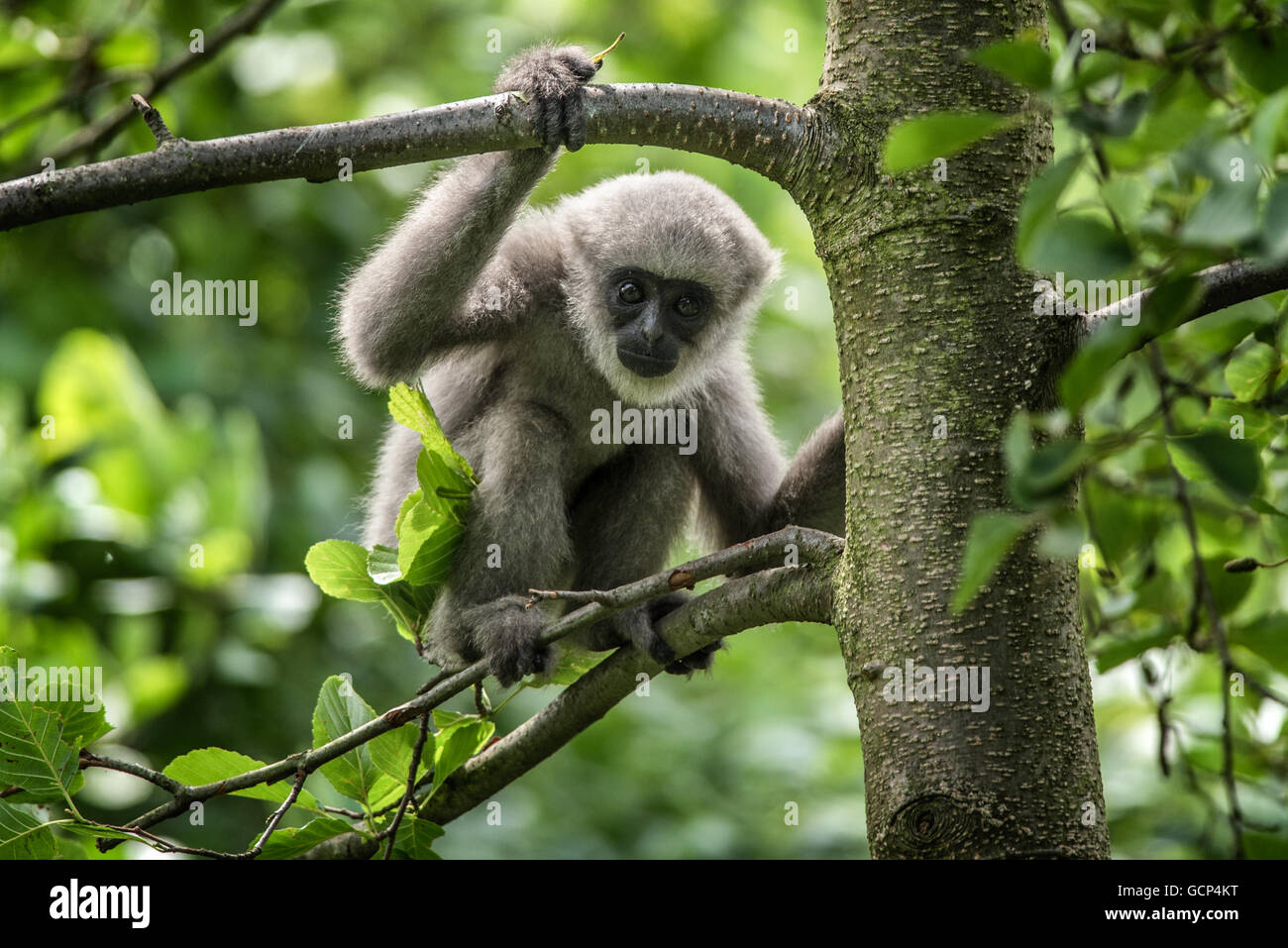 Junge silbrig Gibbon (Hylobates Moloch). Die silbrige Gibbon zählt zu den am meisten bedrohten Arten. Stockfoto