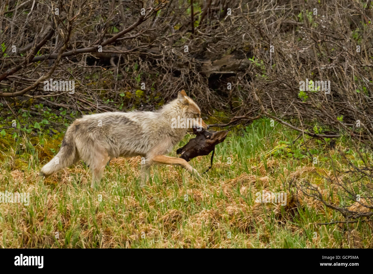 Grauer Wolf (Canis Lupus) mit Kopf Elch Kalb über eine Wiese Segge, Denali Nationalpark und Reservat, AK Innenraum, USA. Stockfoto