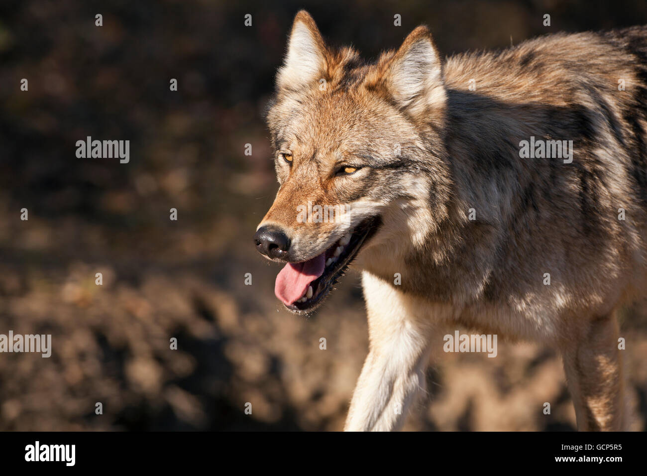 Grauer Wolf (Canis Lupus) Wandern, Denali Nationalpark und Reservat, innen Alaska, USA Stockfoto