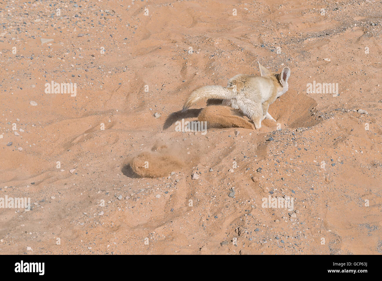 Fennec Fuchs Graben im Sand in der Wüste Sahara, Marokko. Stockfoto