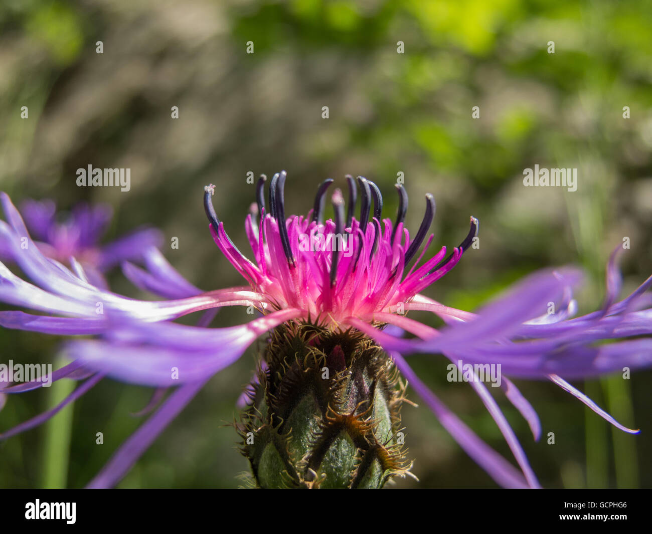 Centaurea montana Stockfoto