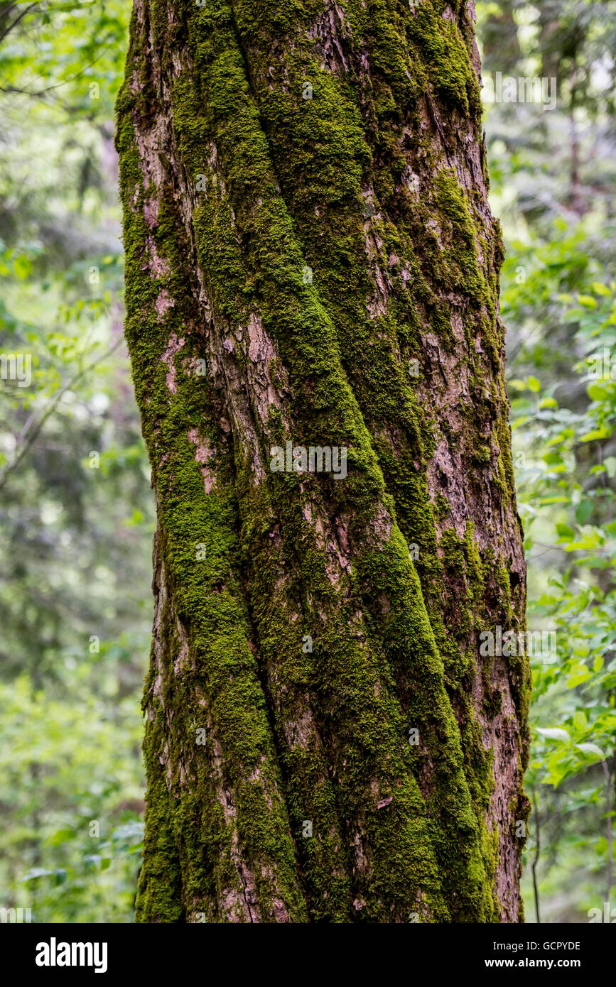 Moos auf verdrehen Stamm im südlichen Wald Stockfoto