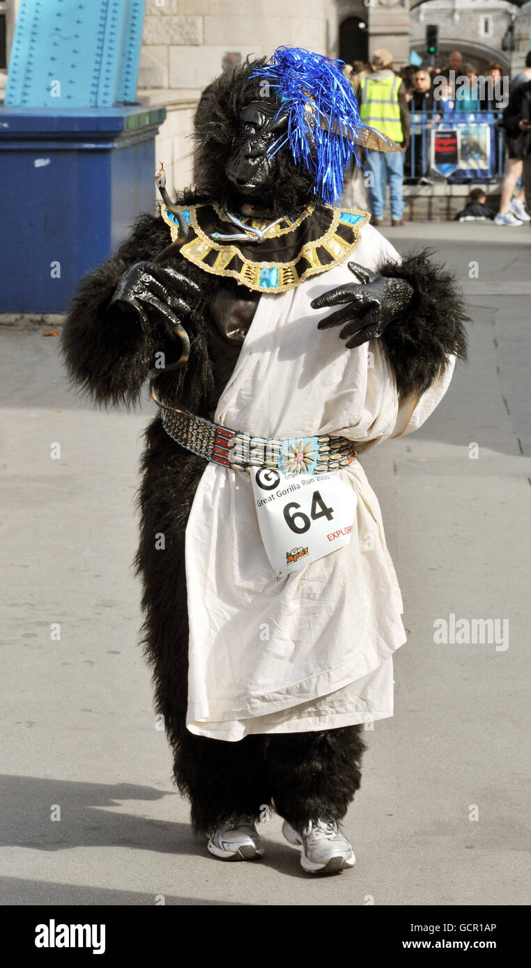 Ein Läufer, der als Gorillas gekleidet ist, geht während des Great Gorilla Fun Run über die Tower Bridge im Zentrum von London, der Geld für Wohltätigkeitsorganisationen sammelt, die helfen, die Tiere in ihrem natürlichen Lebensraum in Afrika zu schützen. Stockfoto