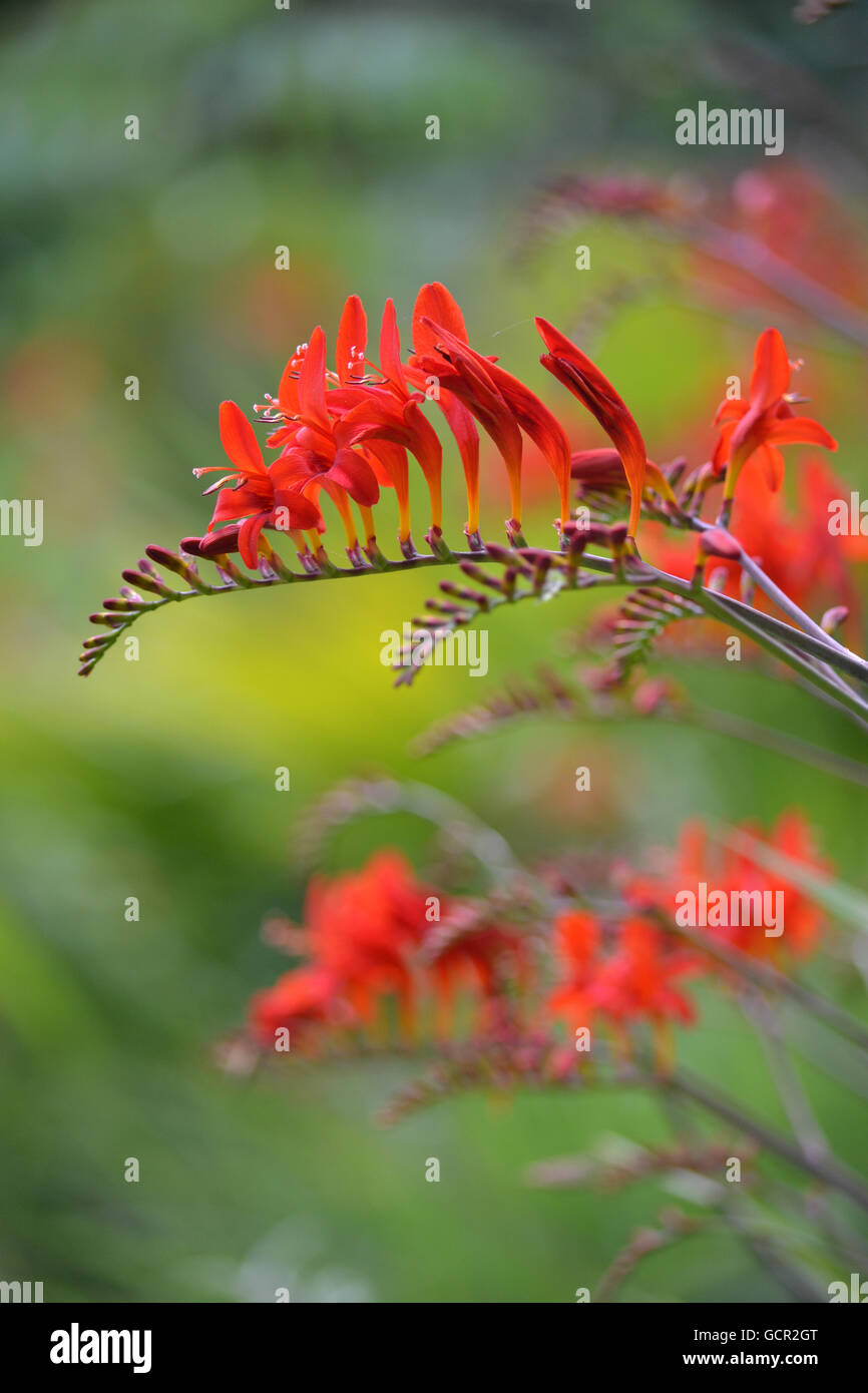 Crocosmia Lucifer oder Montbretia Luzifer Stockfoto