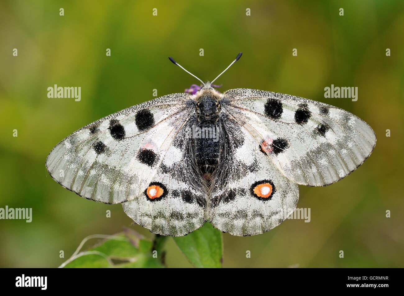Apollo (schon Apollo), Zernez, Unterengadin, Graubünden, Schweiz Stockfoto