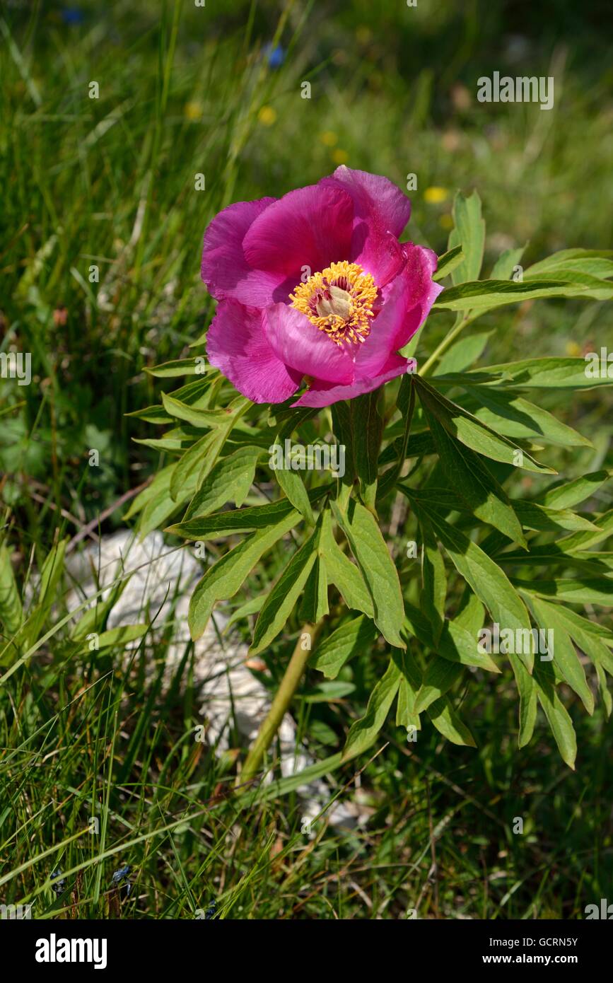 Gemeinsamen Pfingstrose (Paeonia Officinalis), Monte Baldo, Gardasee, Venetien, Veneto, Italien Stockfoto
