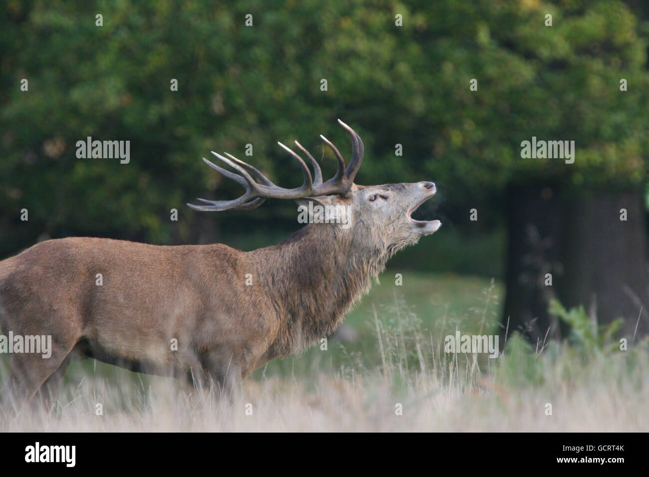 Richmond Park. Ein Rothirsch bält im Richmond Park während der jährlichen Herbstbrunstsaison. Stockfoto