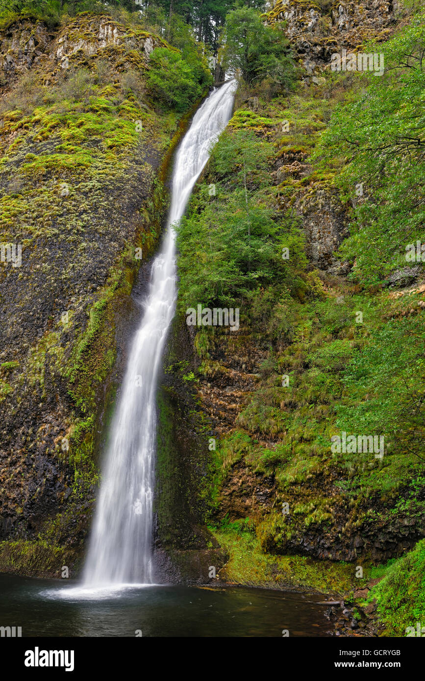 Schachtelhalm fällt in der Columbia River Gorge Stockfoto