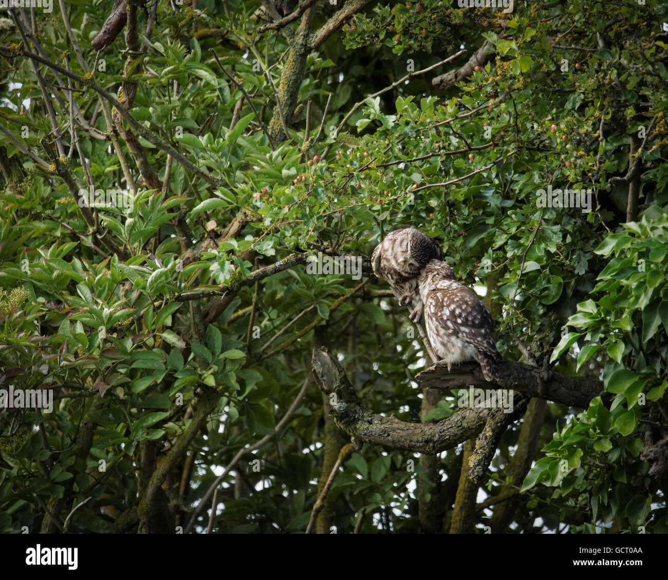 Zwei wilde kleine Eulen putzen einander (Athene Noctua) Stockfoto