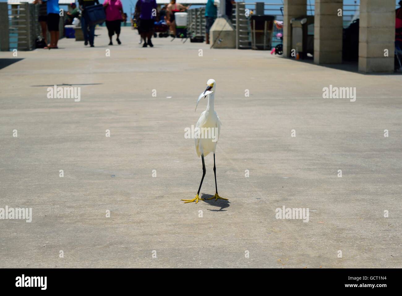 Ein schneebedeckter Reiher auf einem Angelpier im Fort de Soto Park in Tierra Verda, FL, mit einem Fisch, den ihm jemand gerade geschenkt hat. Stockfoto