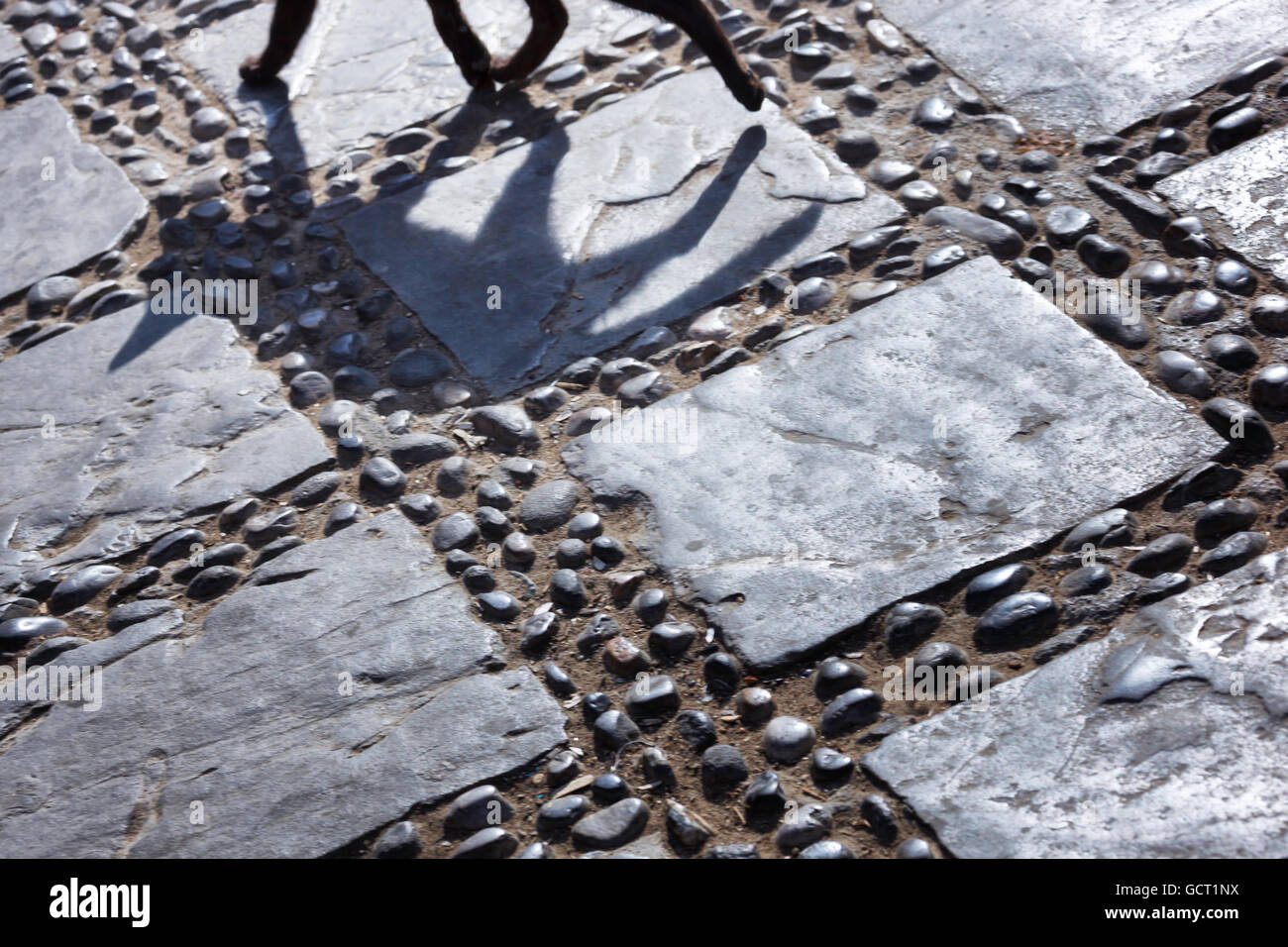 Schatten einer schwarzen Katze zu Fuß auf Kopfsteinpflaster. Stockfoto