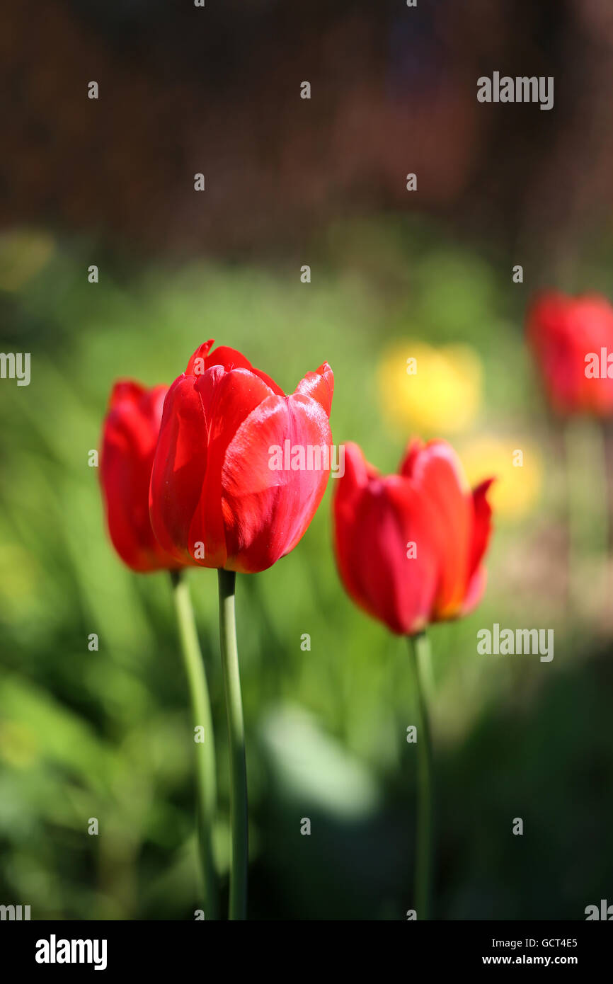 Schöne rote Blumen Tulpen in Nahaufnahme fotografiert Stockfoto