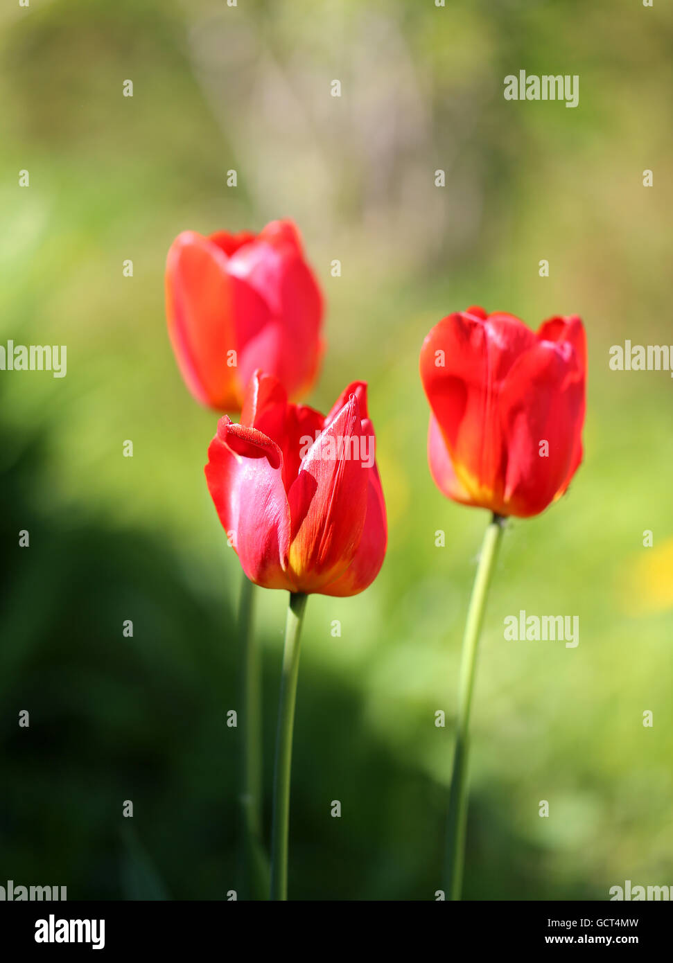 Schöne rote Blumen Tulpen in Nahaufnahme fotografiert Stockfoto