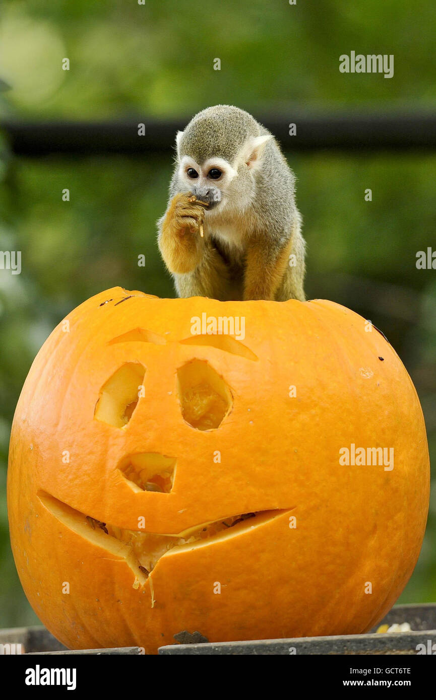 Eichhörnchen-Affen untersuchen einen Kürbis als halloween-Vergnügen in den Bristol Zoo Gardens. Stockfoto