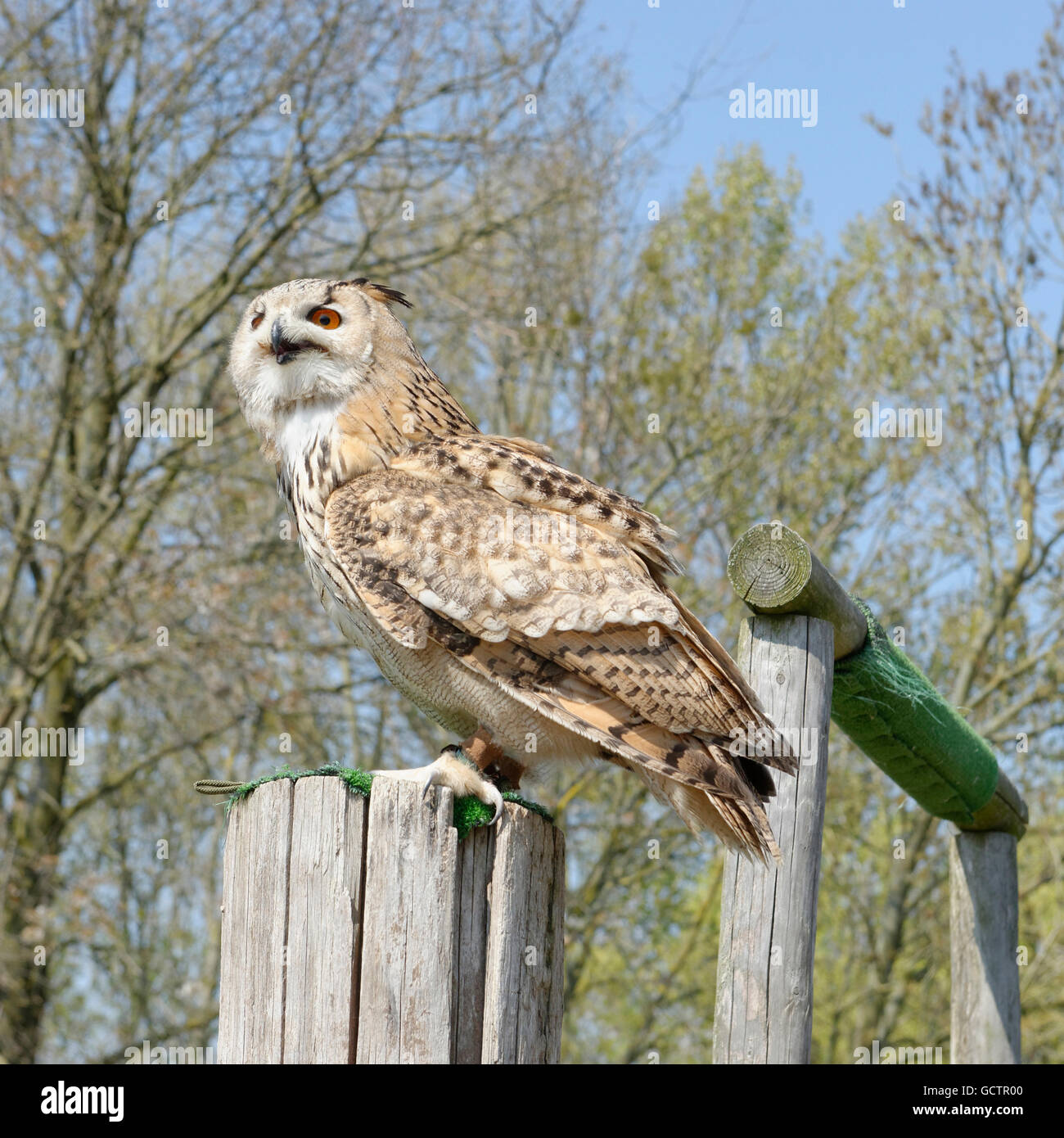 Sibirischer Uhu in Gaia Zoo, Niederlande Stockfoto