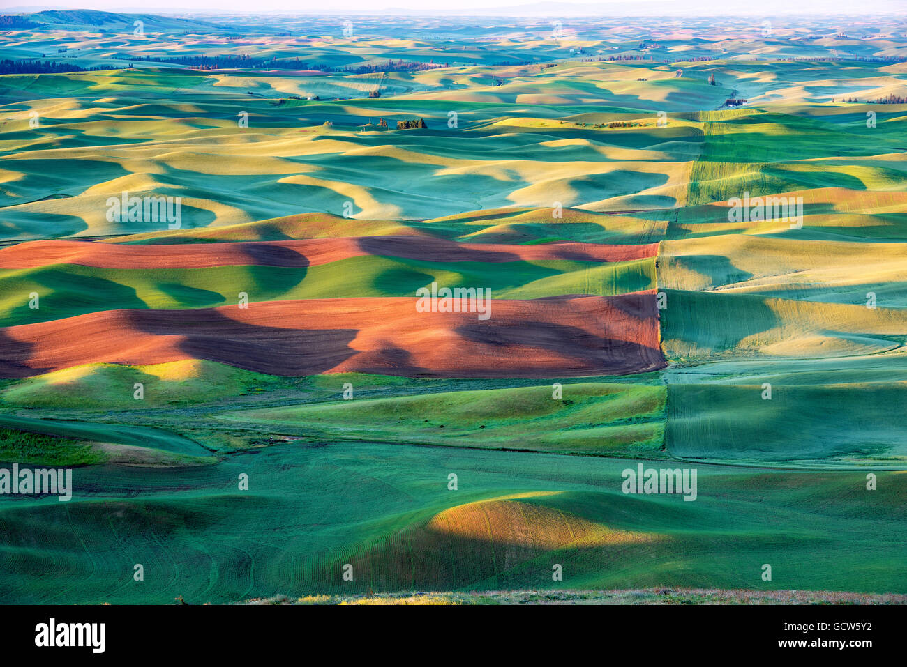 Landwirtschaftlich genutzter Flächen gemalt mit dem warmen Licht des Morgens Eastern Washington Stockfoto