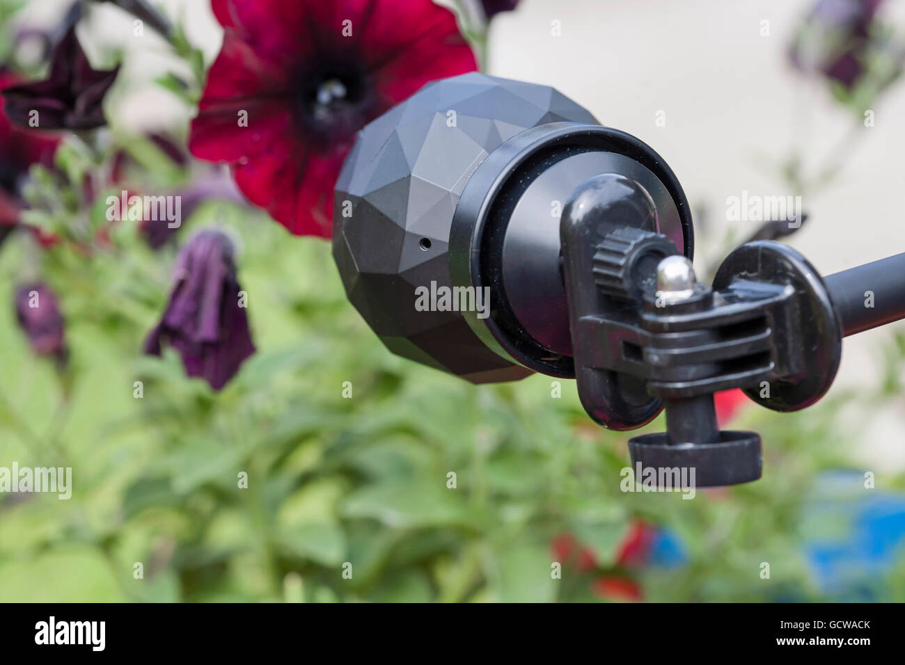 360 Kamera in Aktion, Erfassung von Blumen Stockfoto