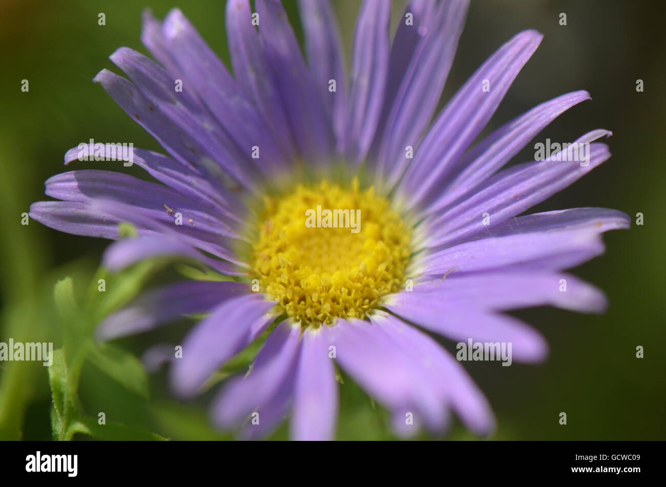 Lila Aster Blume in voller Blüte Stockfoto