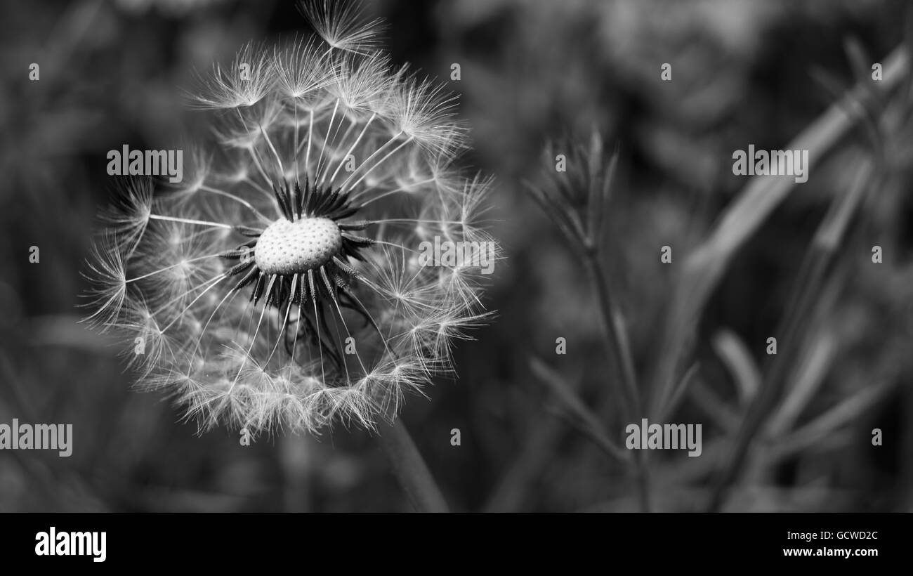 Schwarz / weiß Bild von Close Up auf einem Samen Familienoberhaupt Löwenzahn mit vielen Samen bereits verteilt Stockfoto