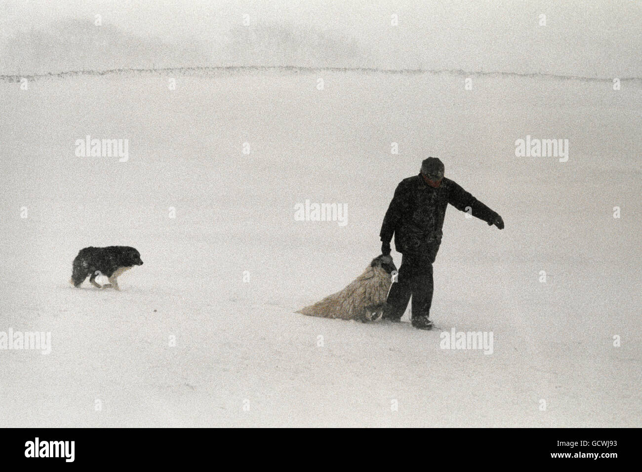 Hirte David Calvert rettet eines seiner Schafe vor dem tiefen Schnee bei arktischen Wetterbedingungen über Swaledale. Stockfoto