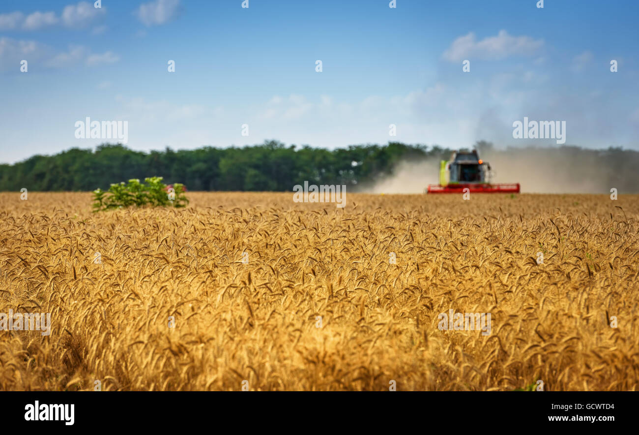 Mähdrescher beim Ernten von Weizen an sonnigen Sommertag. Stockfoto