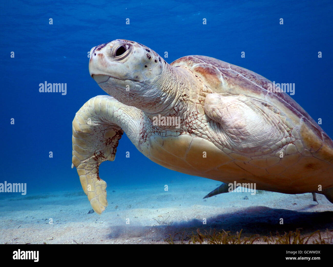 Vom Aussterben bedrohte Meeresschildkröte mit einem Flipper im Roten Meer Stockfoto