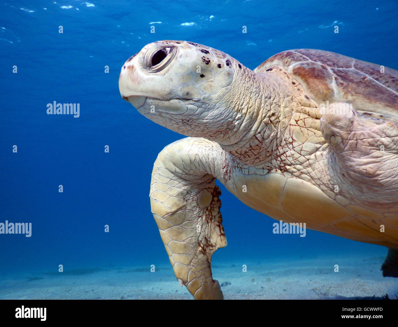 Verletzten Meeresschildkröte Marsa Mubarak Bay - Marsa Alam Stockfoto