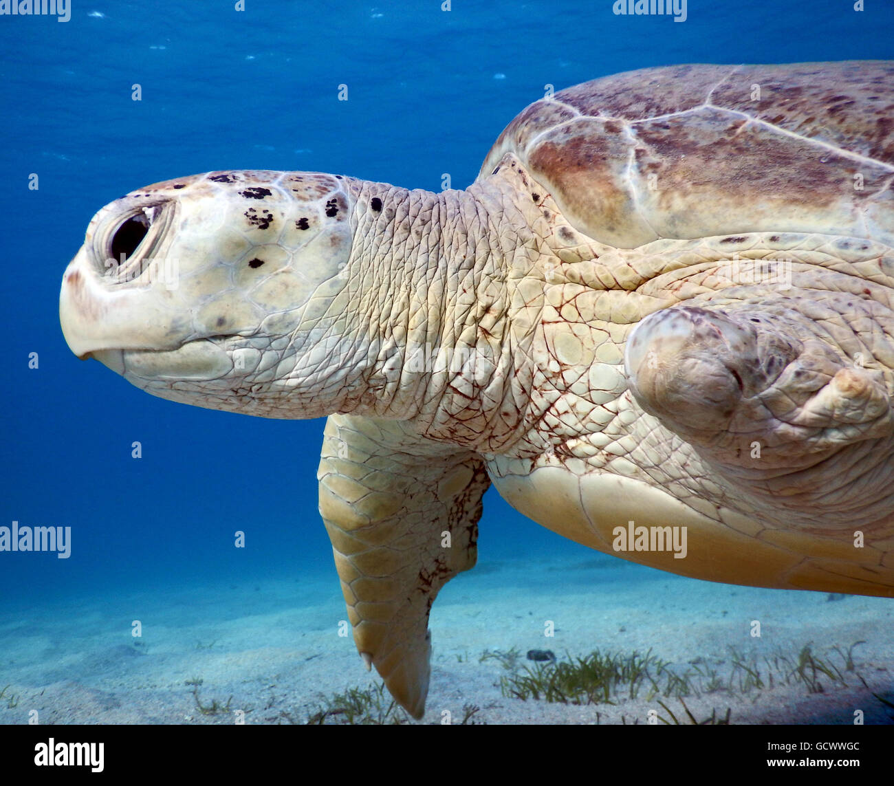 Diese verletzten Meeresschildkröte gehört zu den ansässigen Schildkröten in Marsa Mubarak (Marsa Alam) Stockfoto