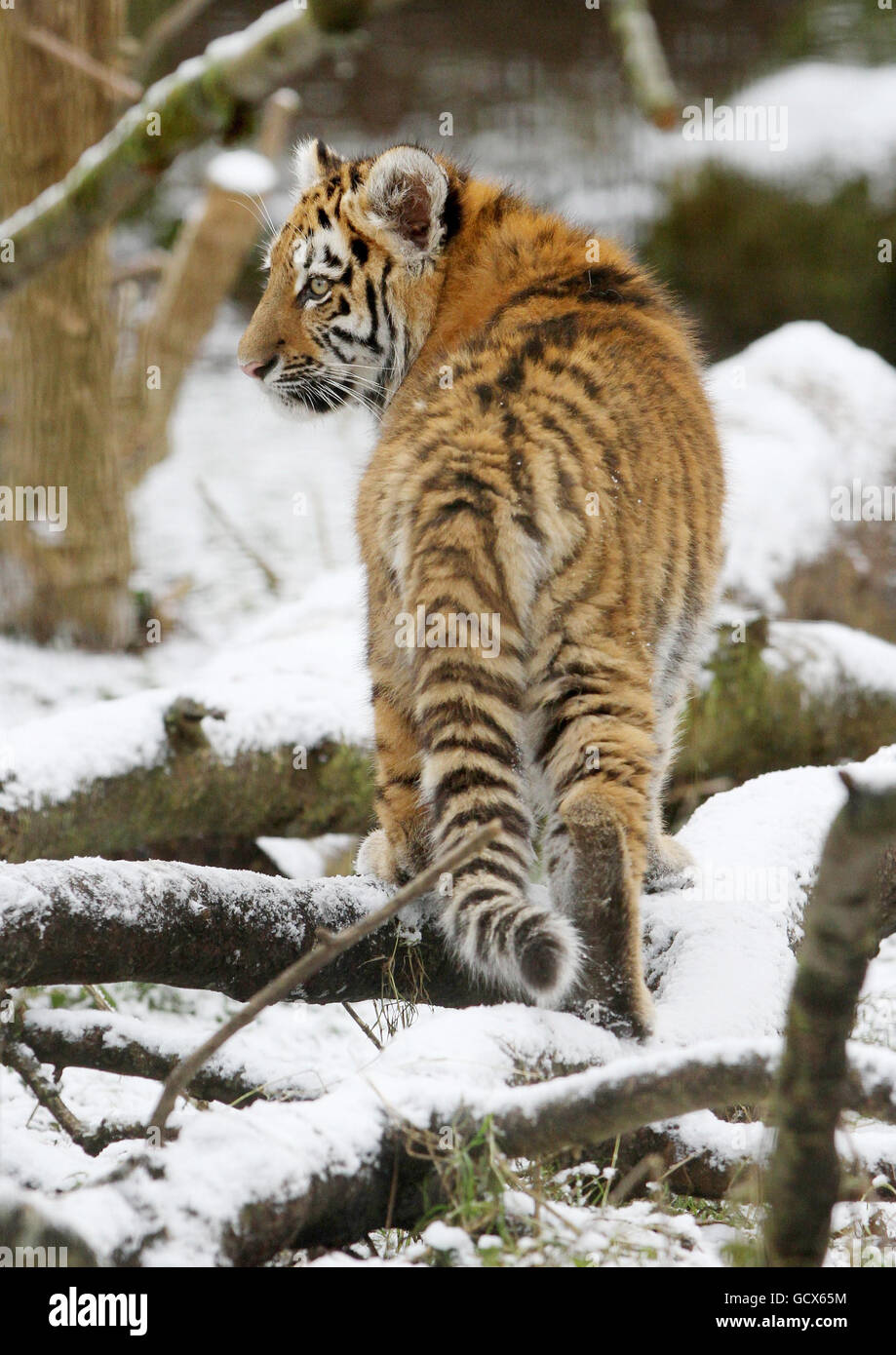 Zaria, eine weibliche Sibirische Tiger Cub, genießt das frostige Wetter in ihrem Gehege im Port Lympne Wild Animal Park in Kent, da Wettermänner vorhersagten, dass schwere Schneestürme fast jeden Teil Großbritanniens über das Wochenende schlagen würden. Stockfoto