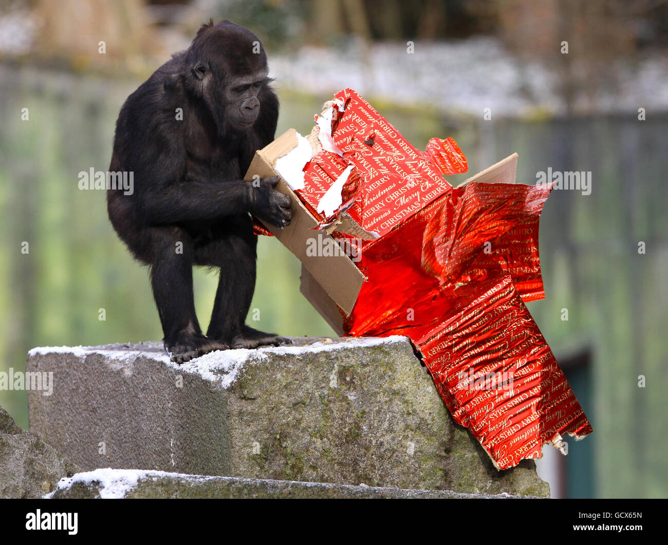 Mbwambe, eine vierjährige Western Lowland Gorilla, untersucht ihre Weihnachtsgeschenke, die ihr Mitarbeiter im Port Lympne Wild Animal Park in Kent geschenkt haben, da Wettermänner vorhersagten, dass schwere Schneestürme fast jeden Teil Großbritanniens über das Wochenende schlagen würden. Stockfoto