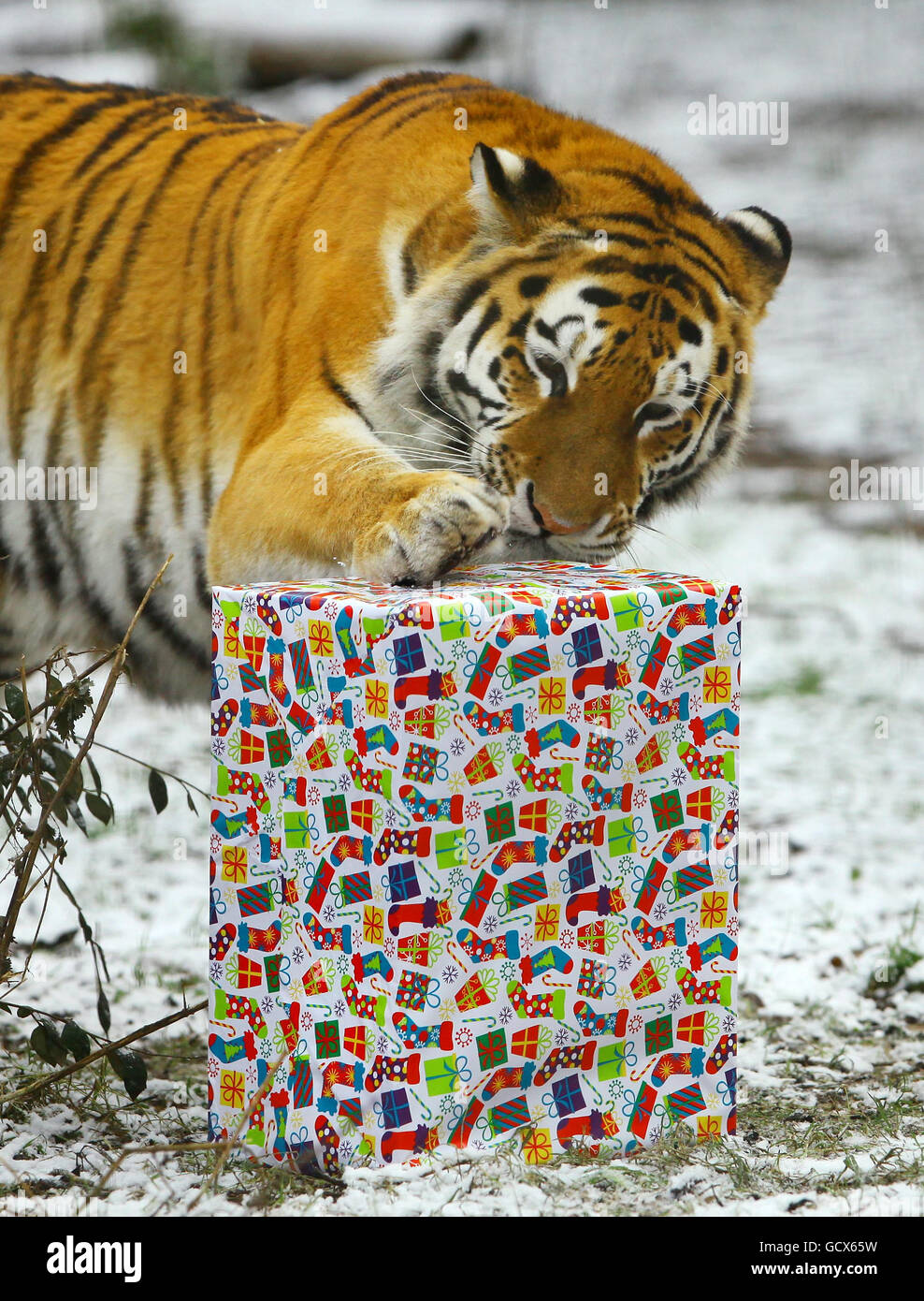 Ingrid, eine sibirische Tigerin, untersucht ihre Weihnachtsgeschenke, die ihr Mitarbeiter des Port Lympne Wild Animal Park in Kent geschenkt haben, da Wettermänner vorhersagten, dass schwere Schneestürme über das Wochenende fast alle Teile Großbritanniens überschlagen würden. Stockfoto