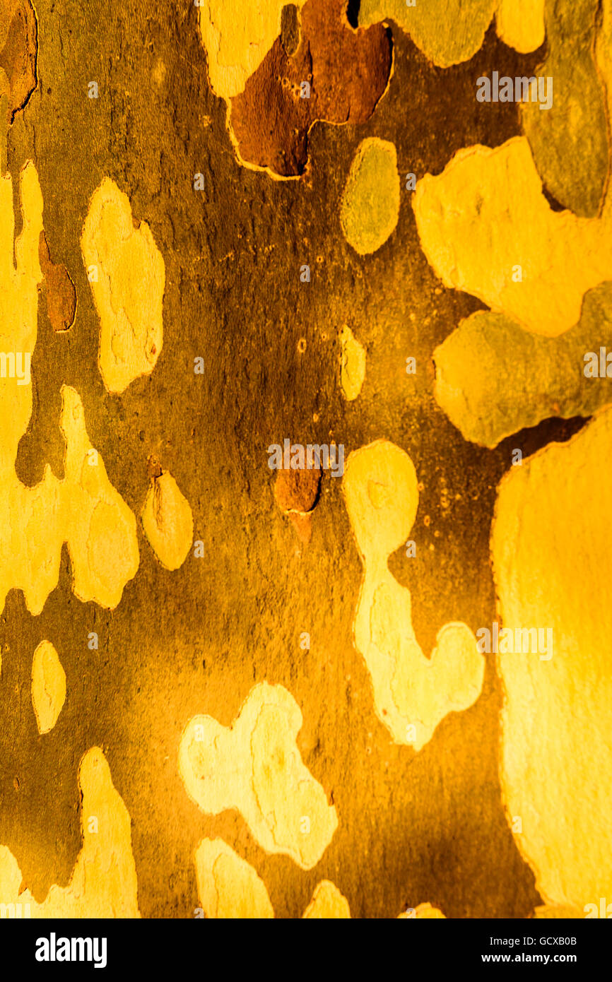 Dresden Bellen eines Flugzeugs (Platanus Hispanica) Deutschland Sachsen, Sachsen Stockfoto