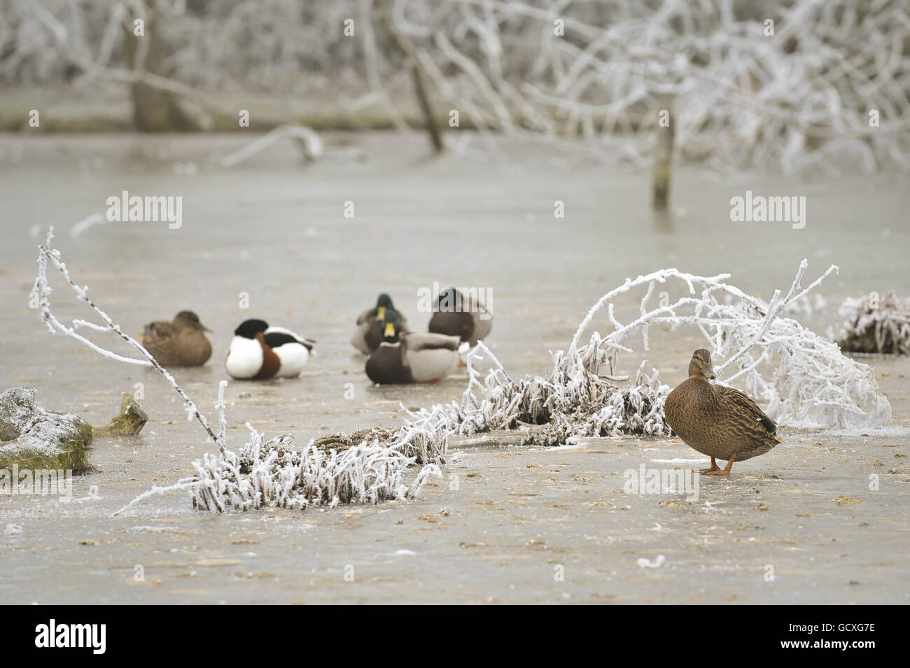 Winterwetter - 7. Dez. Stockfoto