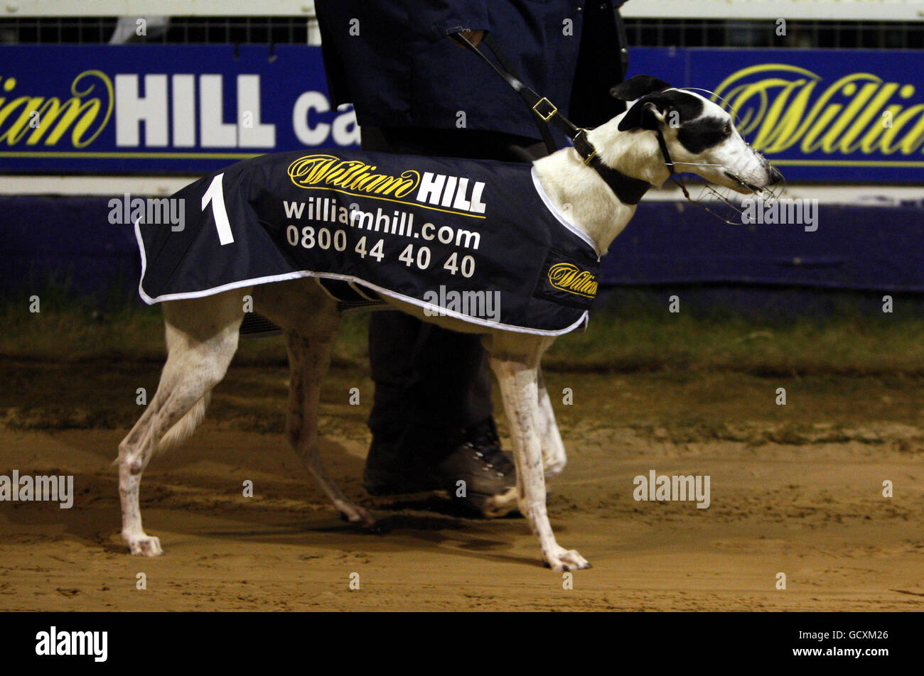 Greyhounds - Wimbledon Greyhound Stadium. Greyhound mit William Hill Branding im Wimbledon Greyhound Stadium Stockfoto