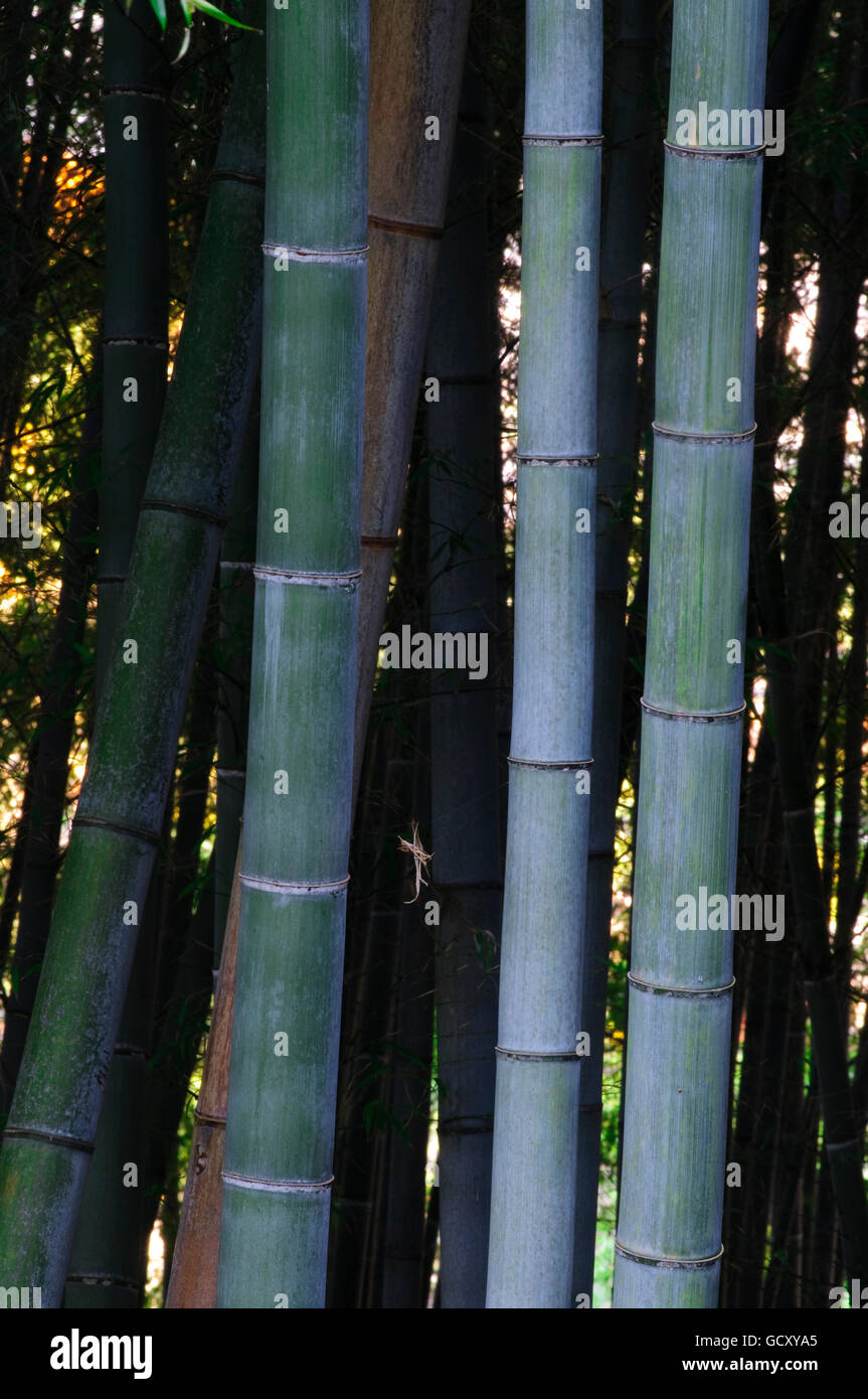 Bambuswald, close-up der Stiele, Arashiayama, Kansai, Japan, Asien Stockfoto