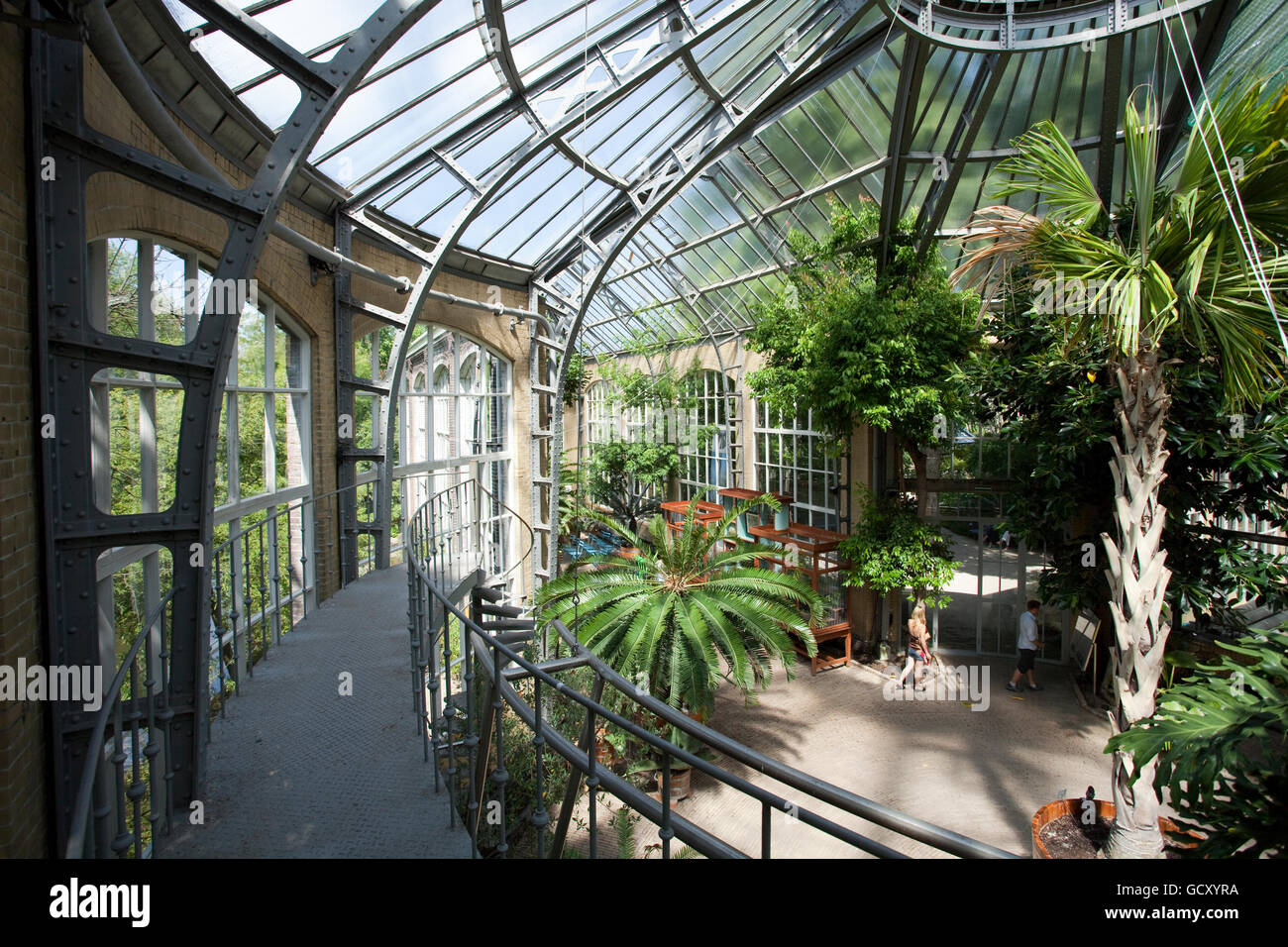 Hortus Botanicus, Palmenhaus, Amsterdam, Holland, Niederlande, Europa Stockfoto