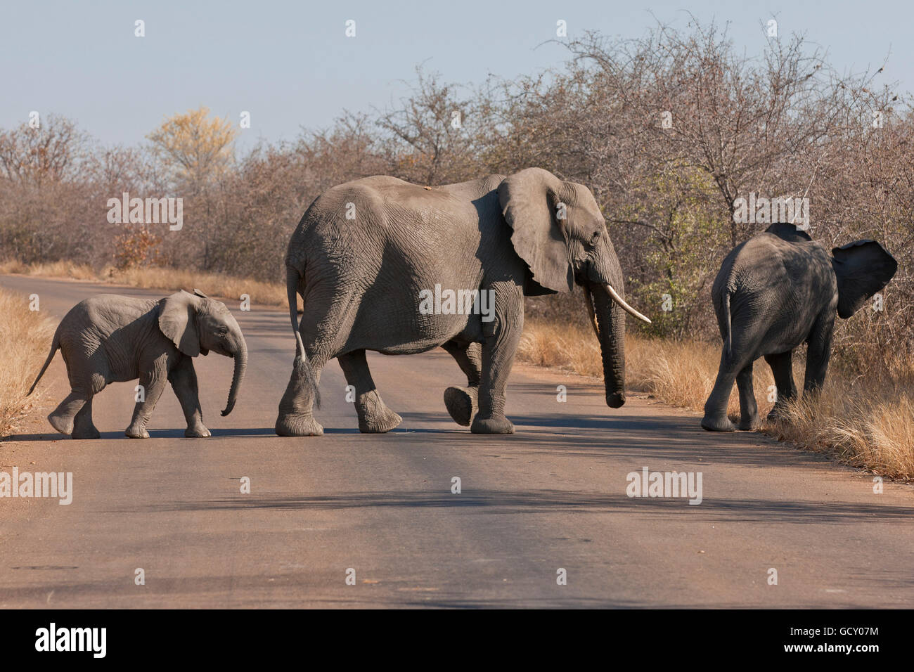 Afrikanische Elefanten (Loxodonta Africana) eine Straße überqueren, Krüger Nationalpark, Südafrika Stockfoto