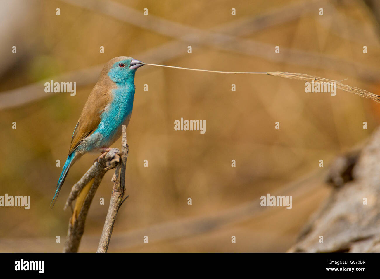 Blaue Wellenastrild (Uraeginthus Angolensis) auf einem Zweig, Krüger Nationalpark, Südafrika Stockfoto