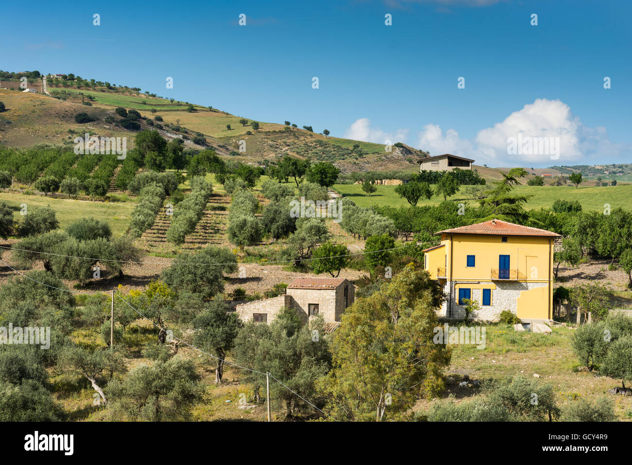 Sizilianische Landschaft mit antiken und modernen Haus mit Oliven- und Mandelbäumen in voller Blüte. Stockfoto
