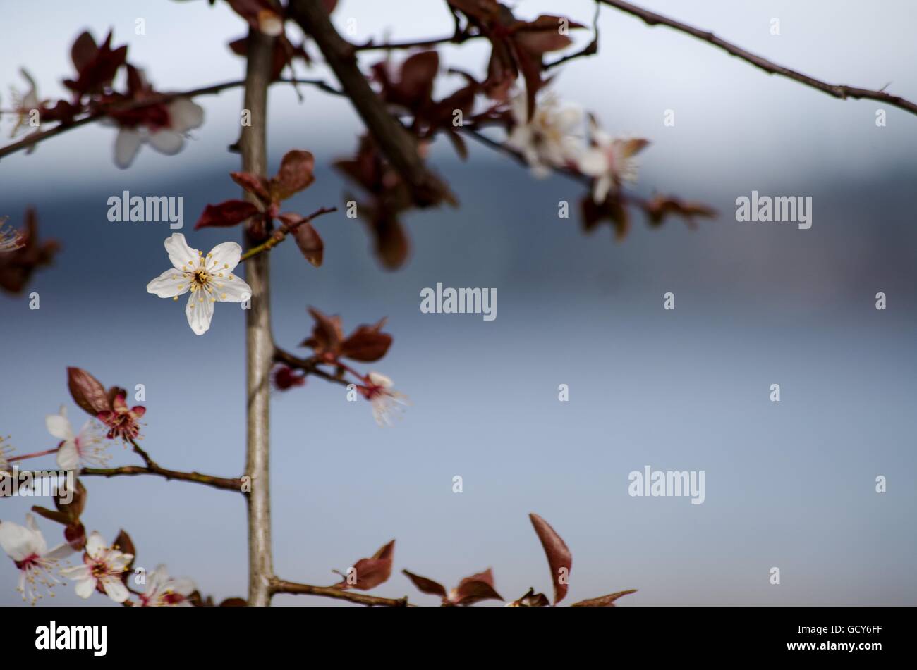 Kirschblüte Zweig. Comox Valley, Vancouver Island, BC, Kanada Stockfoto