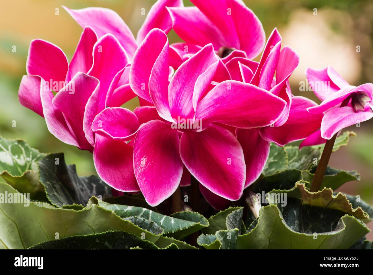 Persische Alpenveilchen (Cyclamen Persicum) Pflanzen und Blumen Stockfoto