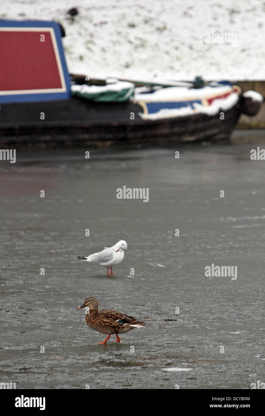 Eine Ente spaziert auf der gefrorenen River Cam im Stadtzentrum von Cambridge. Stockfoto