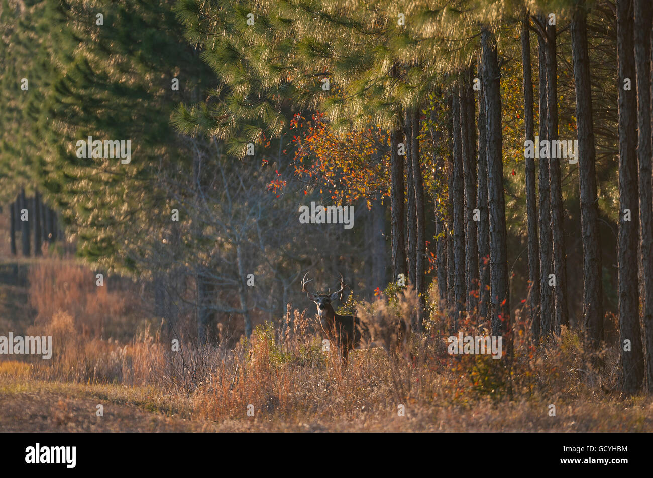 Weiß - angebundene Rotwild buck (Odocoileus Virginianus) Buck in Kiefern; Reddick, Florida, Vereinigte Staaten von Amerika Stockfoto