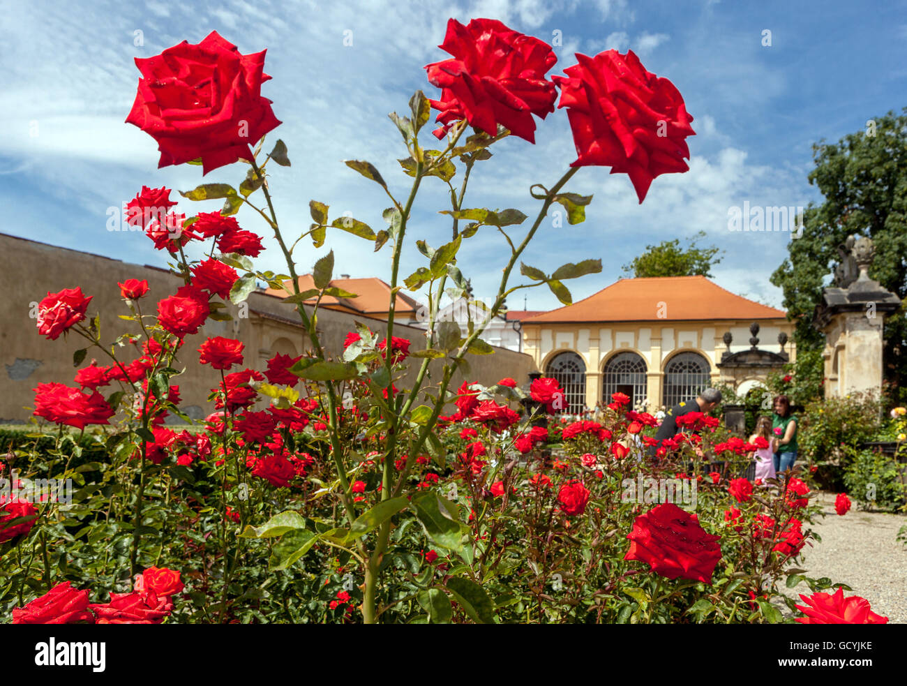 Rosa Blüten in den barocken Garten, Schloss Decin, Tschechien Stockfoto