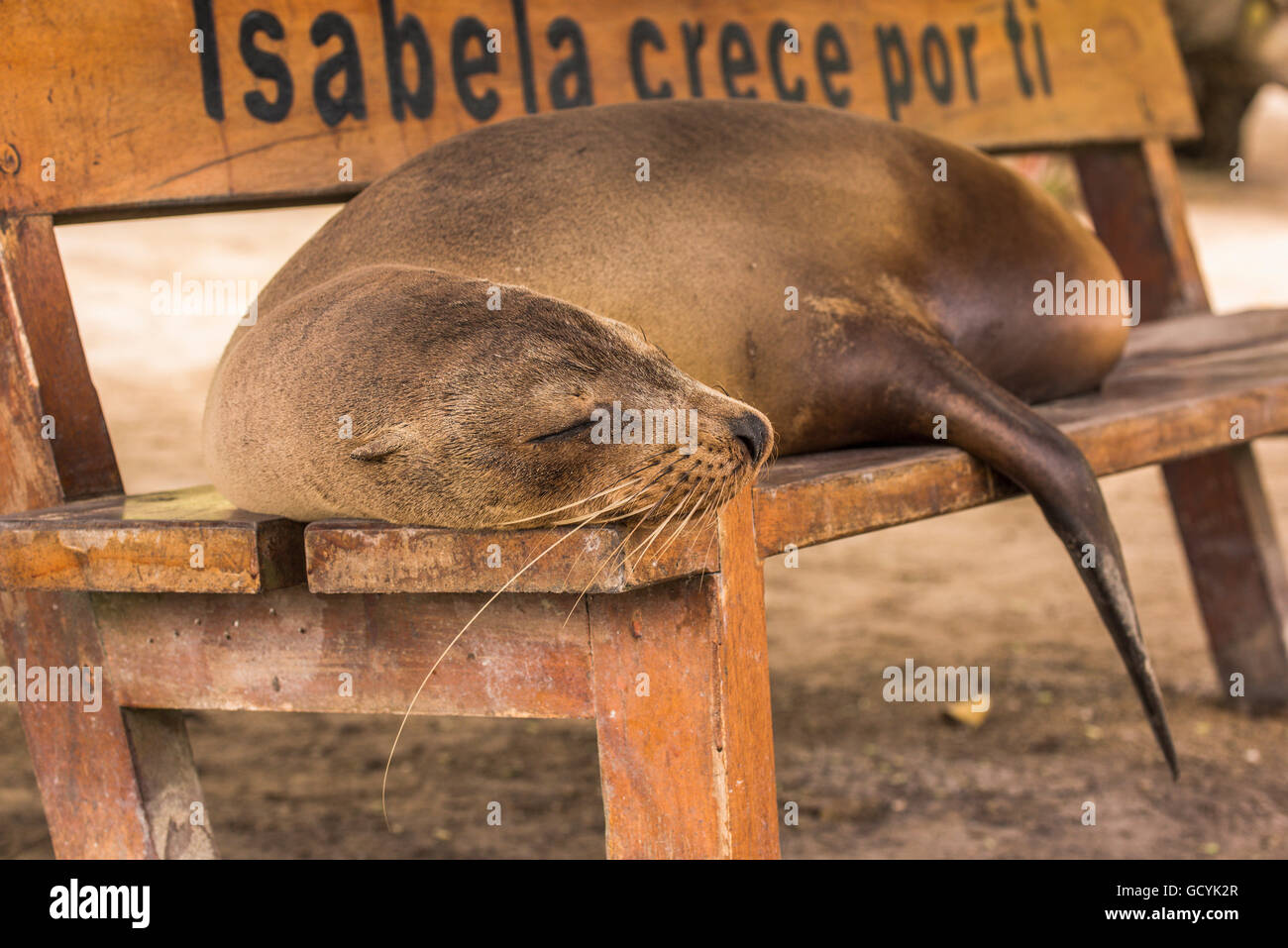 Galapagos Seelöwe (Zalophus Wollebaeki) schlafend auf Holzbank; Galapagos-Inseln, Ecuador Stockfoto