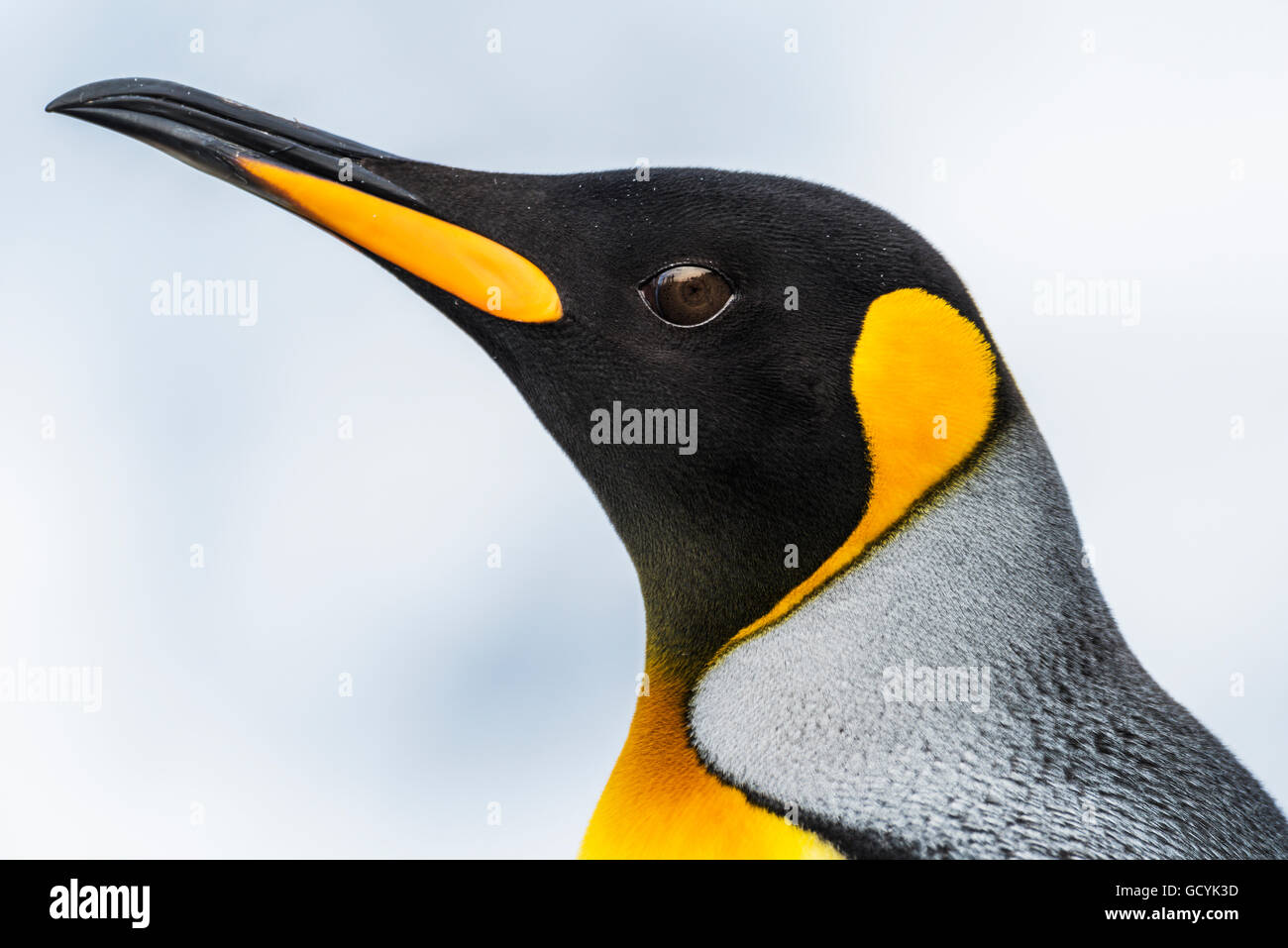 Nahaufnahme des Kopfes von einem Königspinguin (Aptenodytes Patagonicus) mit einem schwarzen Kopf und grauen Rücken mit einer orangefarbenen Schnabel und Hals, der Hintergrund jedoch unscharf Stockfoto