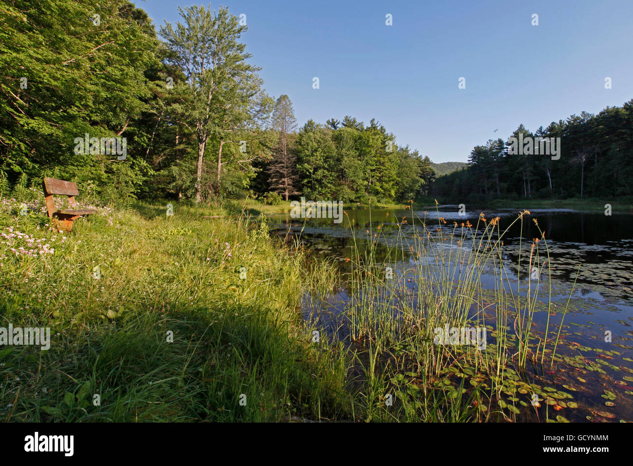 Teich in wilden Hektar in den Berkshire Mountains von westlichen Massachusetts. Stockfoto